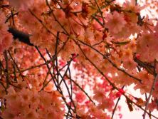 flowery skies.jpg